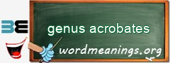 WordMeaning blackboard for genus acrobates